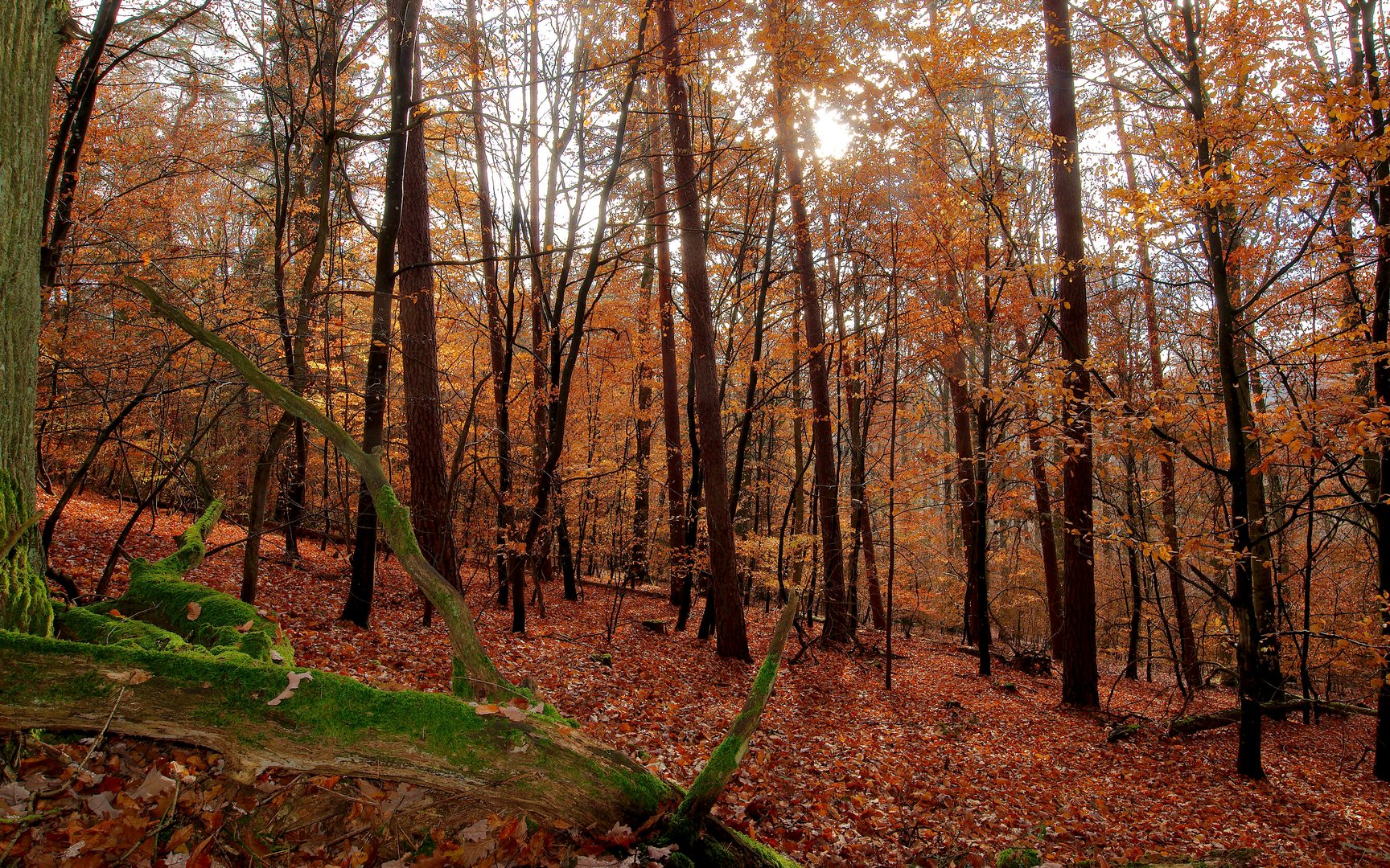 Herbst im Laubwald 1