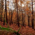 Herbst im Laubwald 1
