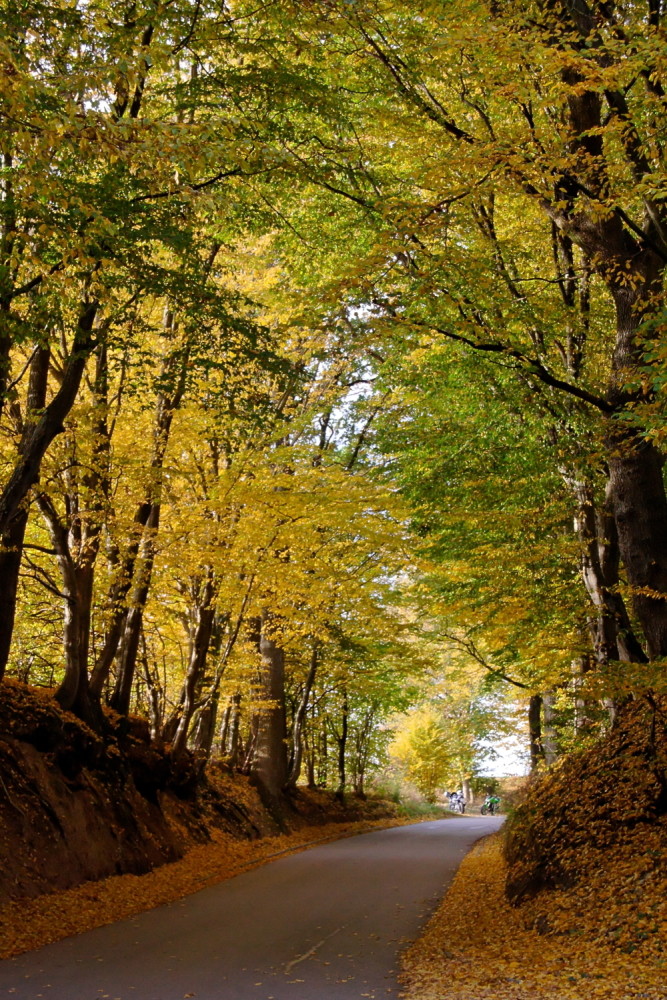 Herbst im Laubwald 2