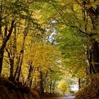 Herbst im Laubwald 2