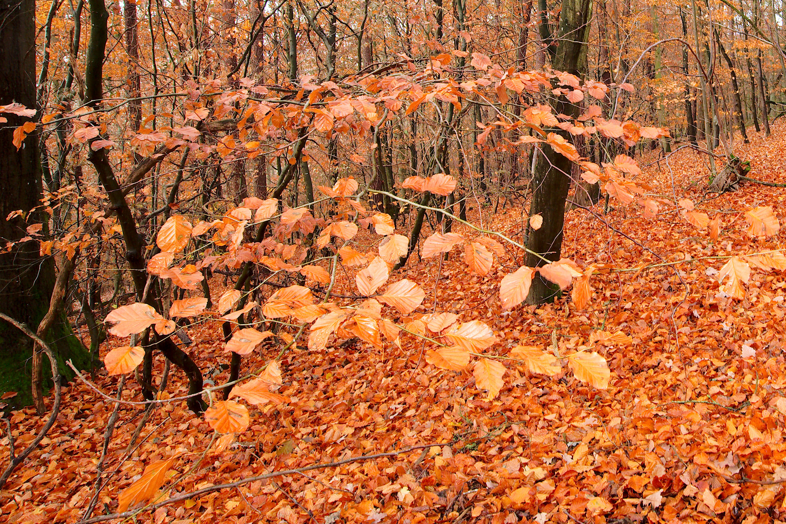 Herbst im Laubwald 2