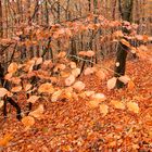 Herbst im Laubwald 2