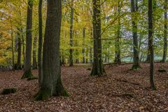 Herbst im Laubwald