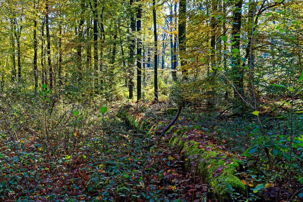 Herbst im Laubwald