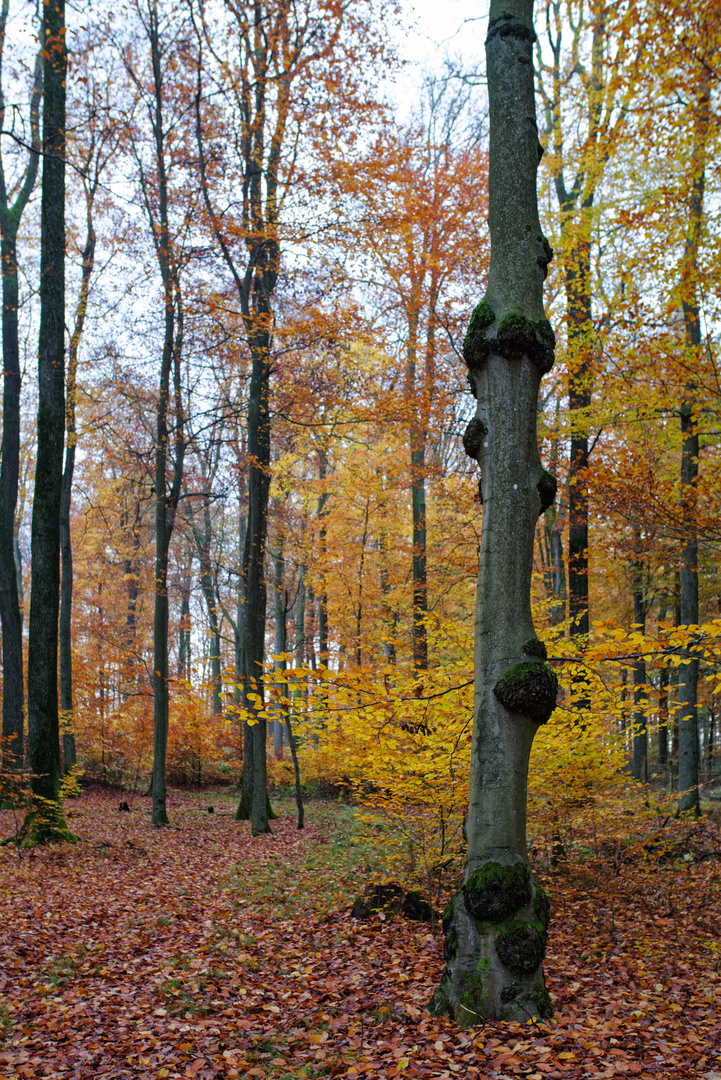 Herbst im Laubwald