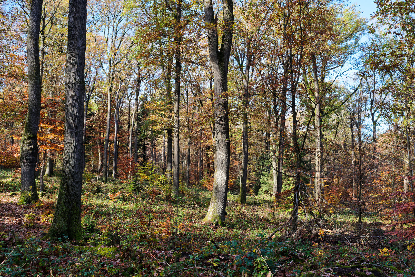 Herbst im Laubwald