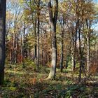 Herbst im Laubwald