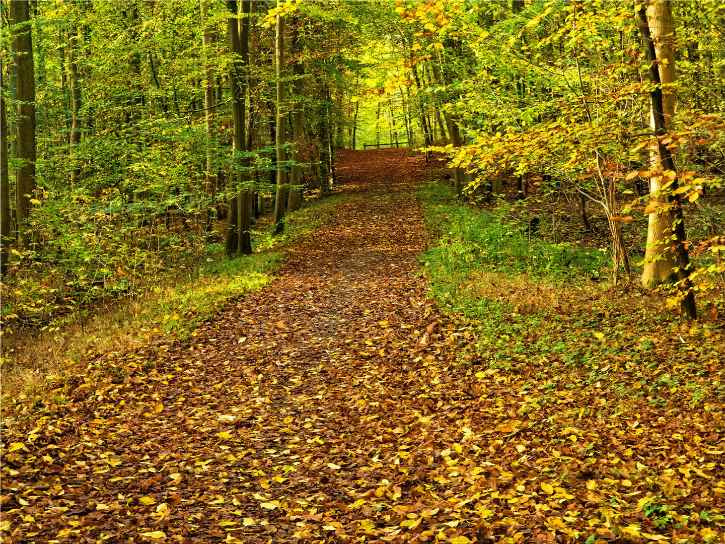 Herbst im Lauerholz