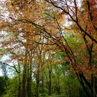 Herbst im Leintal Zoo HN