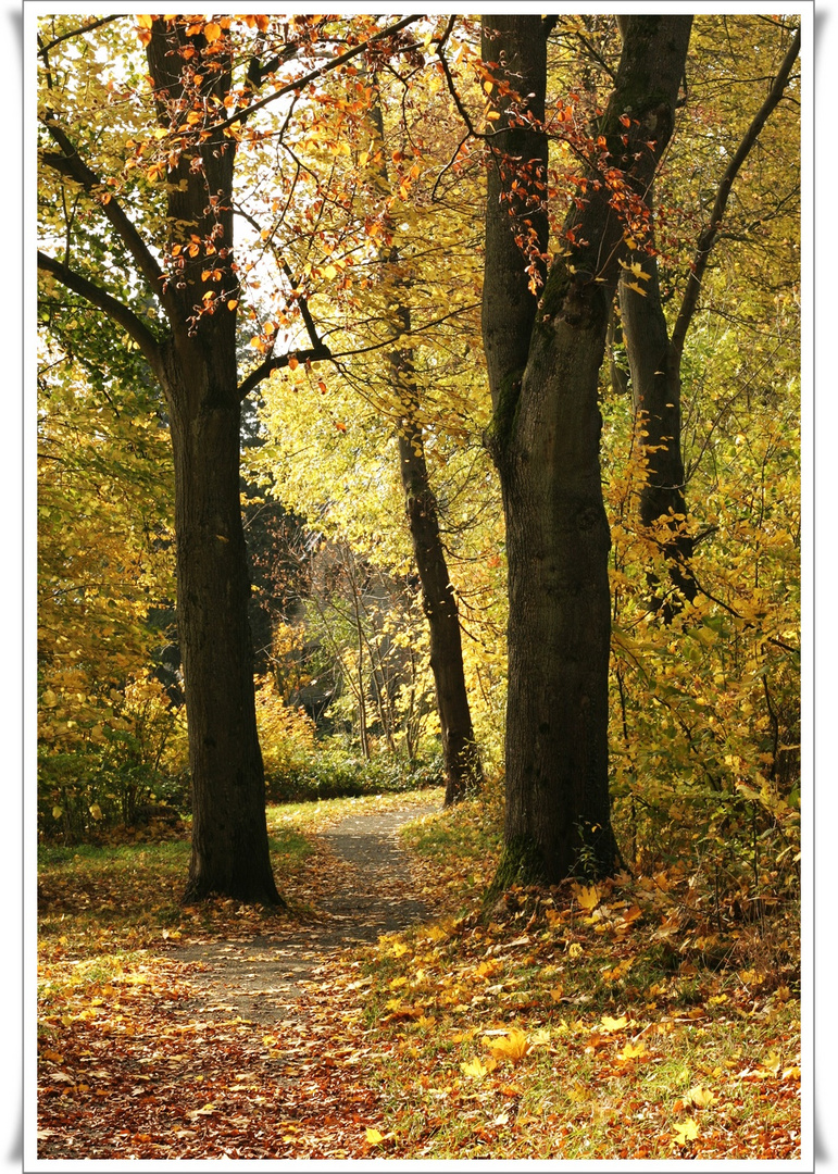 Herbst im Lemgoer Stadtwald 