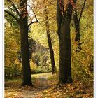 Herbst im Lemgoer Stadtwald 