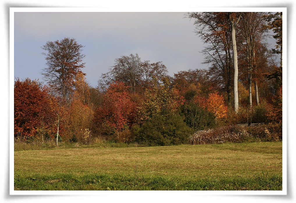 Herbst im Lemgoer Stadtwald