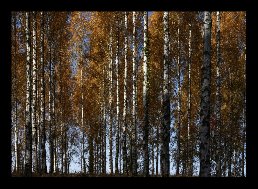 Herbst im Liliental