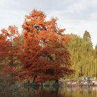 Herbst im Luisenpark