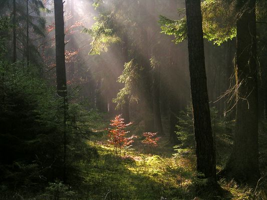 Herbst im Märchenwald 