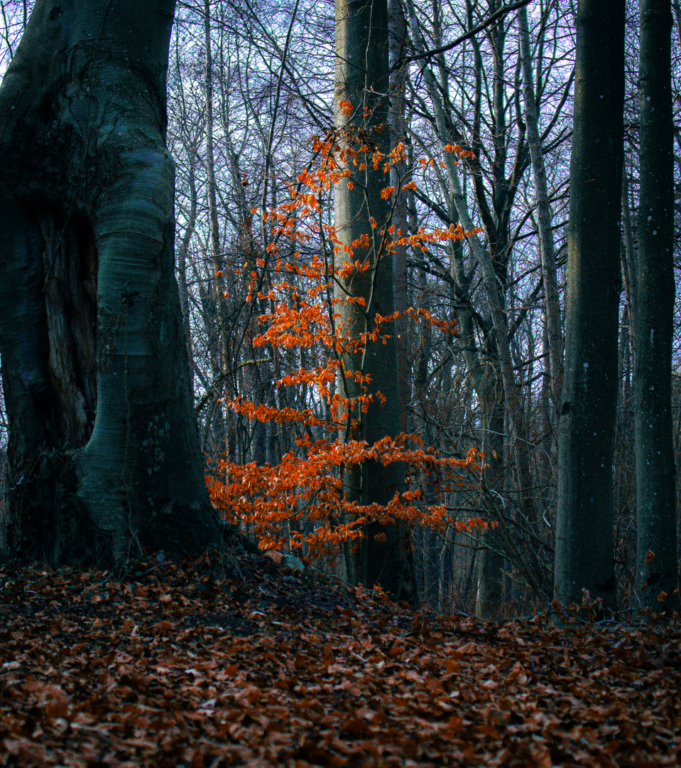 Herbst im März