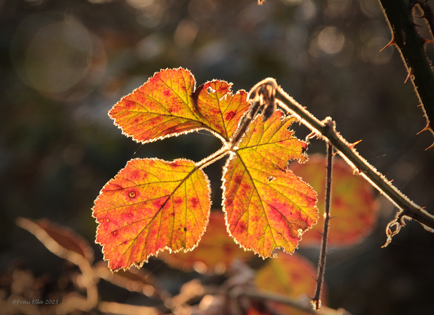 Herbst im März