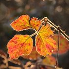 Herbst im März