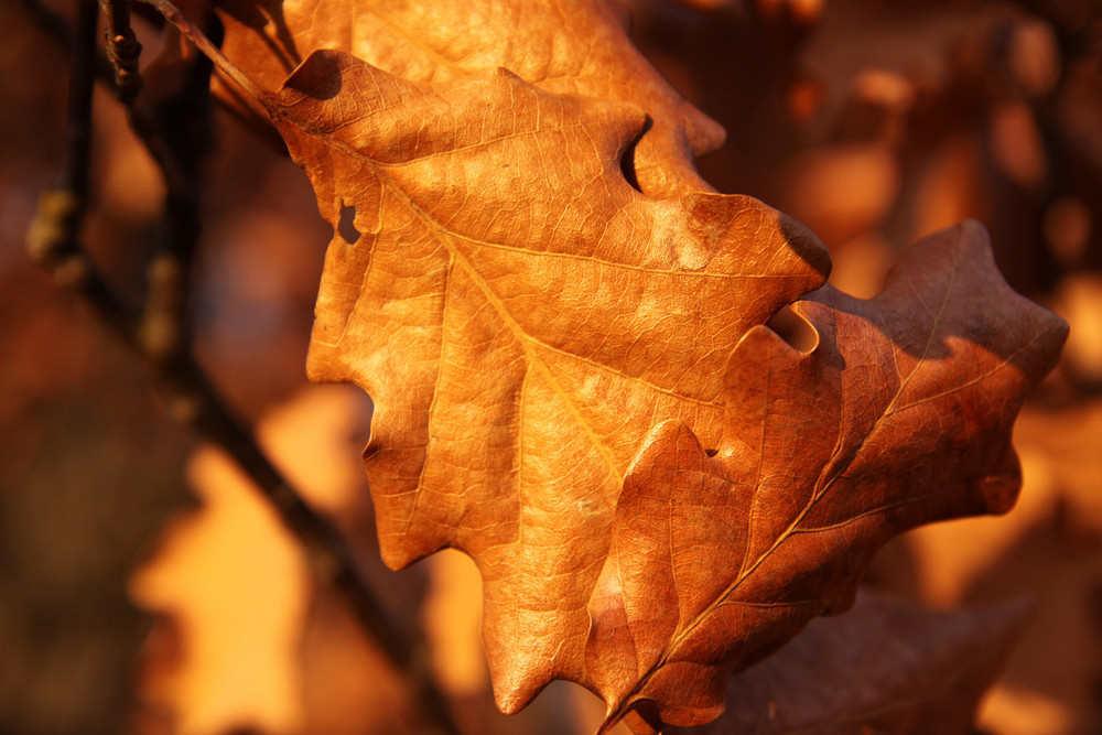 Herbst im März