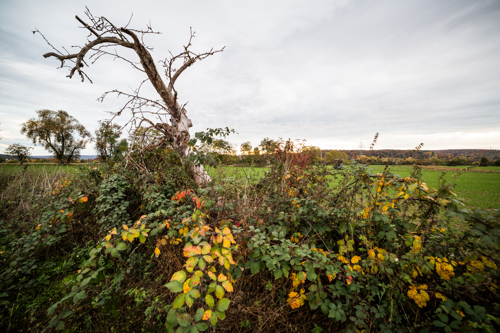 Herbst im Maintal 1967