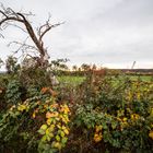 Herbst im Maintal 1967