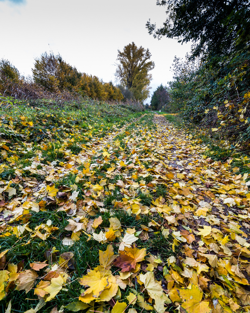 Herbst im Maintal 2041