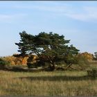 Herbst im Mainzer Sand