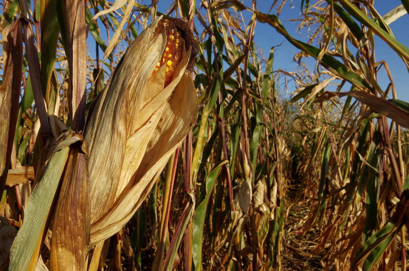 ...Herbst im Maisfeld