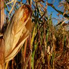 ...Herbst im Maisfeld