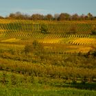 Herbst im Markgräflerland