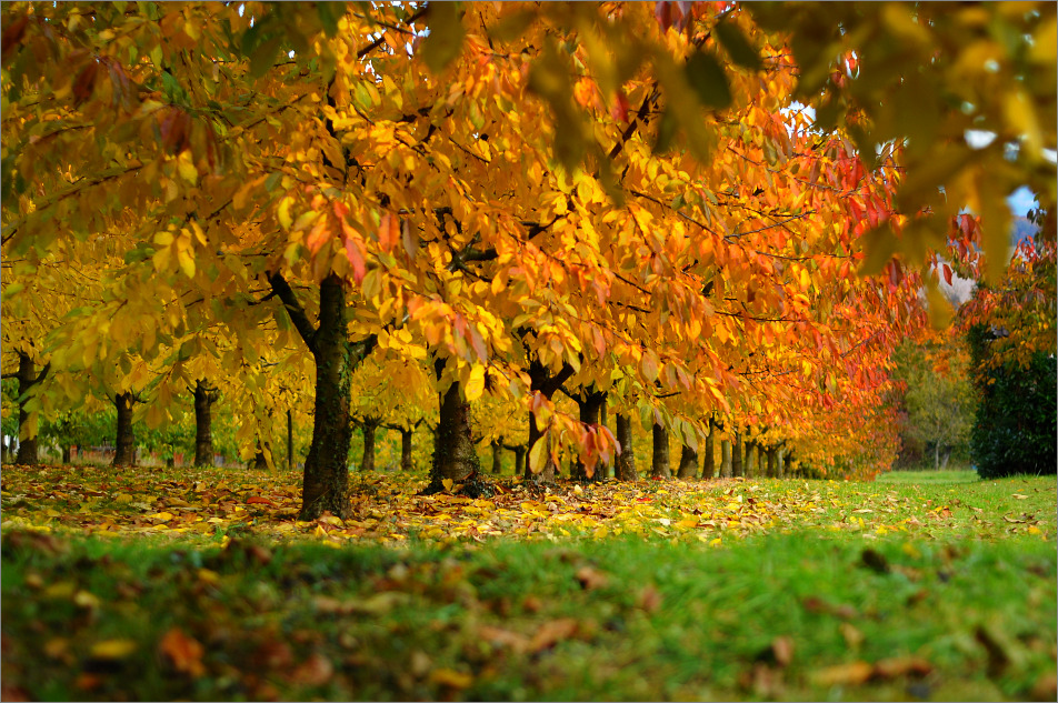 Herbst im Markgräflerland