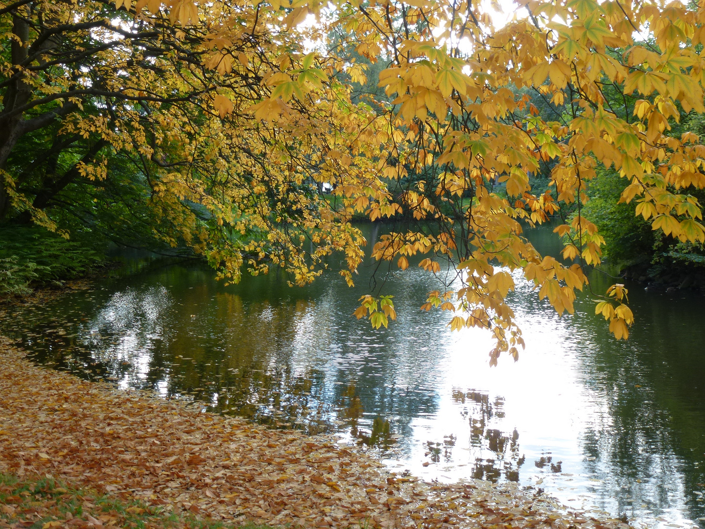 Herbst im Maschpark 1