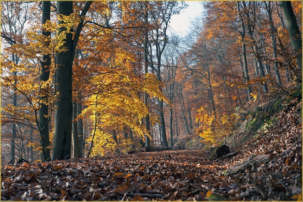 Herbst im Meulenwald