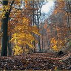 Herbst im Meulenwald