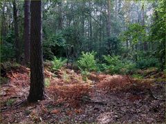 Herbst im Mischwald