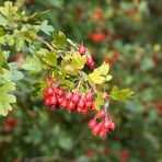 Herbst im Mönchbruch -1-