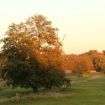 Herbst im Mönchbruch -2-