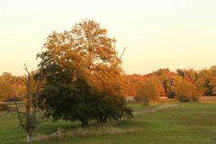 Herbst im Mönchbruch -2-