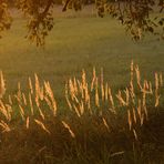 Herbst im Mönchbruch -3-