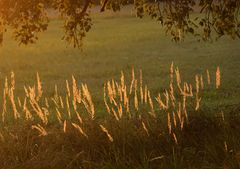 Herbst im Mönchbruch -3-