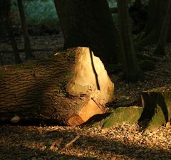 Herbst im Mönchbruch -4-