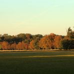 Herbst im Mönchbruch -6-