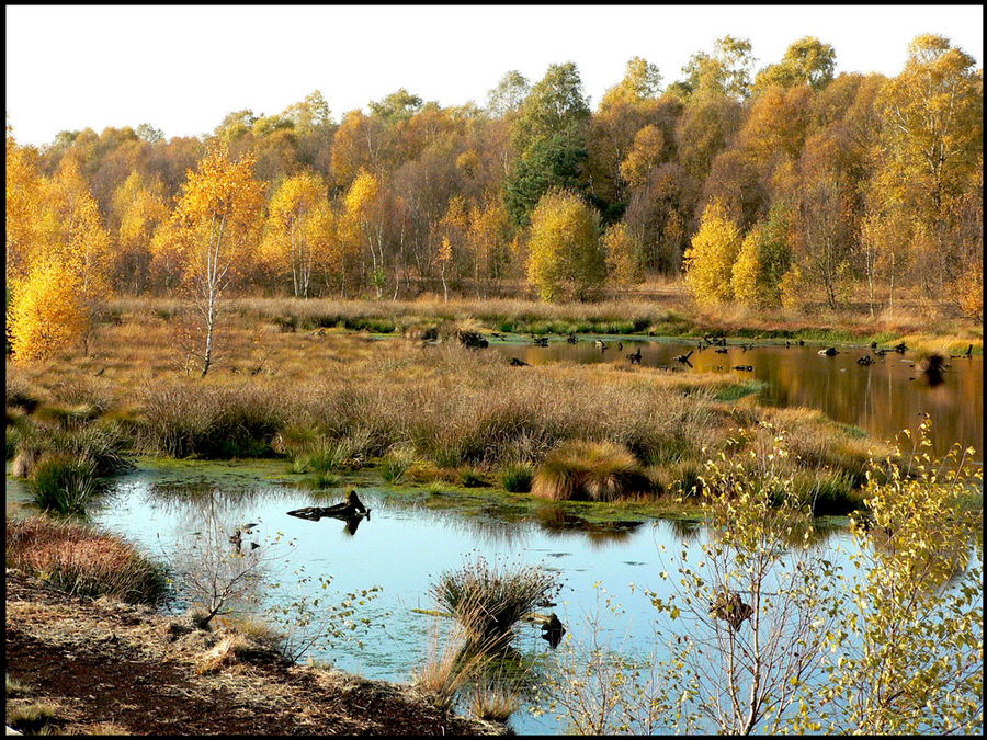 Herbst im Moor