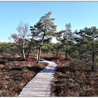 Herbst im Moor