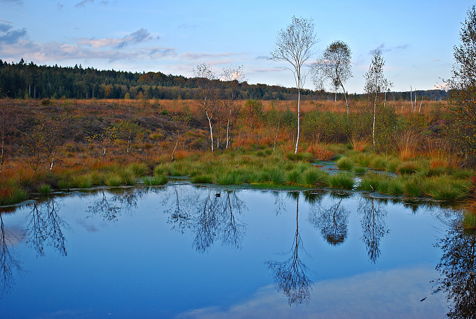 Herbst im Moor...