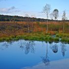 Herbst im Moor...