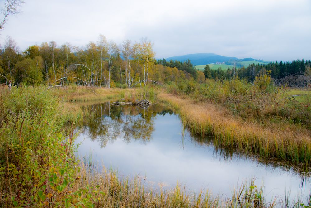 Herbst im Moor