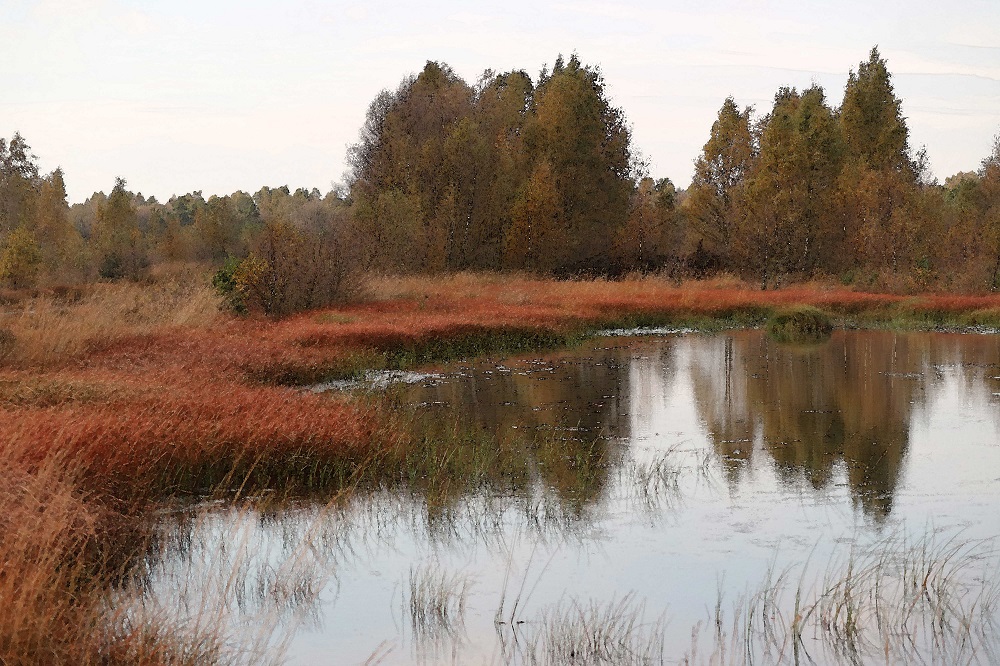 Herbst im Moor 2017