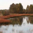 Herbst im Moor 2017