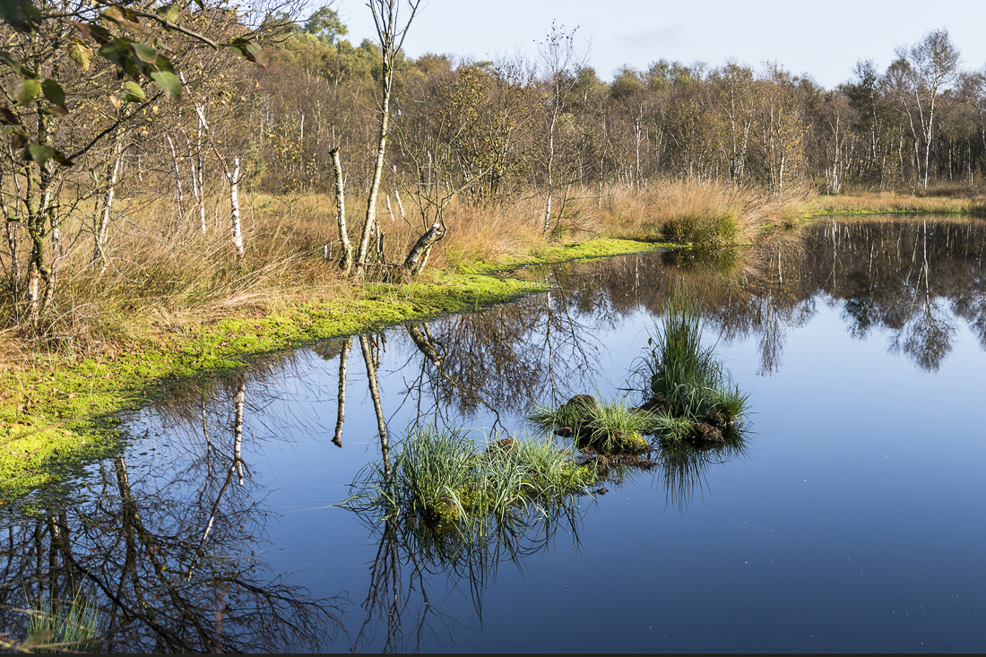 Herbst im Moor